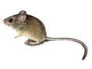 «Мышиная» лихорадка захватила автозаправочные станции