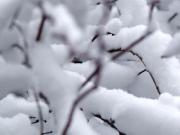 Администрация Новосибирска позаботится о лыжниках