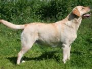 В российской столице запущена новая кампания против бешенства животных