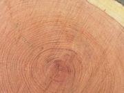 Вальщики деревьев наносят огромный экономический ущерб