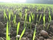 На Ставрополье погибло 24 тысячи га рапса