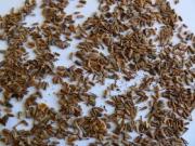 В Нижнем Новгороде проходит выставка семян