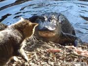 Кот отобрал у аллигатора обед