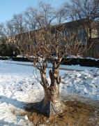 В Невинномысске появилось Дерево любви