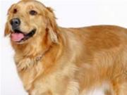 Британское ТВ запустило ролик для собак