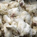 В Индонезии от птичьего гриппа умер ребёнок