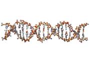 Найден ген, отвечающий за оптимистические взгляды на жизнь