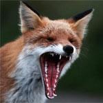 Уральский посёлок закрыт на карантин из-за нашествия бешеных лисиц