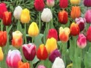 Что подарить на 8 марта