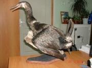 За кражу баклана жительнице Невинномысска грозит до 4 лет