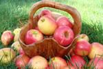 Молодильные яблоки