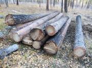 Ставропольские лесничие поймали «черных лесорубов»