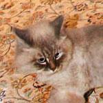 \"Утка\" про президентского кота Дорофея