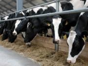 Количество ферм в Украине будет увеличено