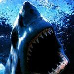 На побережье Австралии акула растерзала мужчину-дайвера