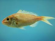 Китайский бизнесмен купил рыбу за 38 тысяч долларов