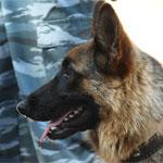 Пропавшего 15-летнего глухонемого могут прекратить искать с 11 апреля