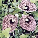 Применение ряда китайских лечебных препаратов приводит к раку мочевыводящих путей