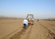 Лесоводы края с каждым днем наращивают темпы лесопосадок