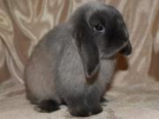 В Киеве прошла выставка кроликов редких пород