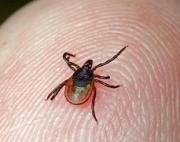 На территории края сохраняется высокая активность иксодовых клещей