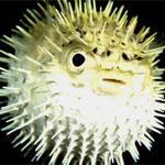 В ресторанах Токио будут подавать ядовитую фугу