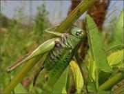 Саранча атаковала южные регионы