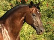 Из Германии в Тверскую область доставлены племенные лошади