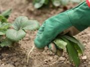 Ученые изобрели инновационный метод борьбы с сорняками