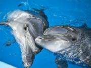 На Азовском море туристов ждет уникальный дельфинарий