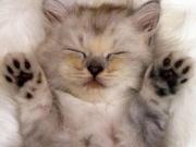 Кошки обладают целительными способностями