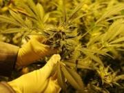 Задержаны несколько жителей Ставрополья, которые выращивали коноплю