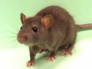 В Мариуполе запущена кампания по борьбе с грызунами и тараканами