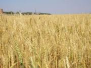 В Кабардино-Балкарии начинается приватизация сельхозземель