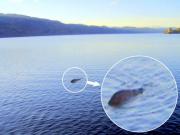 Фотограф 26 лет караулил лохнесское чудовище — и наконец заснял