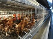 Чернобаевская птицефабрика - Агрохолдинг Авангард