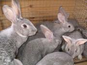 Крымский кролик