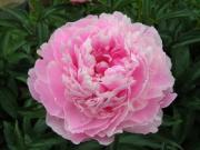 Пионы с Аляски – пик моды