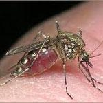 В США умерли 36 человек заражённые вирусом Западного Нила