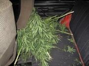 В Кисловодске задержали перевозчика марихуаны