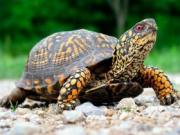 Экзотические животные: что нужно знать перед покупкой