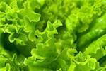 Латук - одна сплошная польза