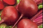 Свекла: просто и полезно