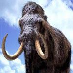 Участниками экспедиции обнаружены живые клетки мамонта