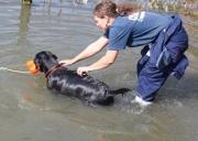 Четвероногие новобранцы краевой службы спасения подтвердили свою специализацию