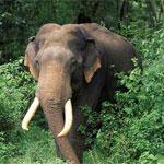 В Филиппинах обвинили католиков в контрабанде бивней слонов