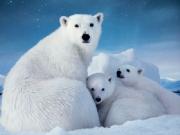 Жителей Новосибирска ждет настоящая Арктика