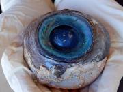 На пляже в американском штате Флорида нашли гигантское глазное яблоко