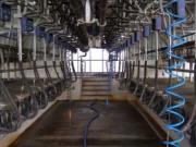 В Беларуси ведется ускоренная модернизация ферм