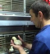 На Ставрополье заключенные занялись разведением цыплят-бройлеров